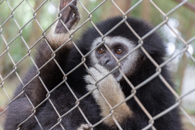 Lonly gibbon behind the Cage in the park