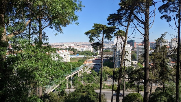 Look at the city of Lisbon from a park on a hill with tall trees