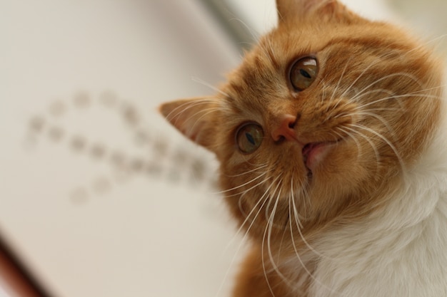 Look from below at fluffy head of red cat