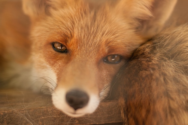 Photo the look of a red fox with brown eyes close-up with blurred edges