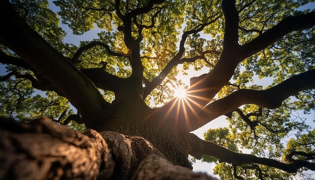 Photo look up under the old huge tree sunlight through the oak tree branches