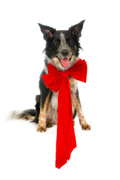 Looking Border Collie wearing a big Christmas bow, isolated