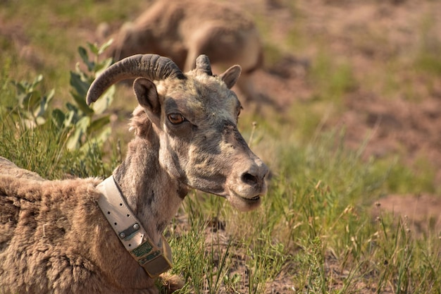 Looking Directly into the Face of a Bighorn Sheep