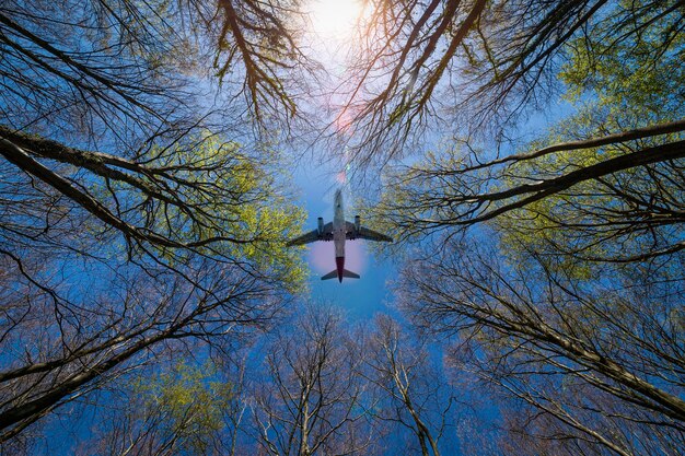 Photo looking directly above through trees with an airplane flying past travel concept