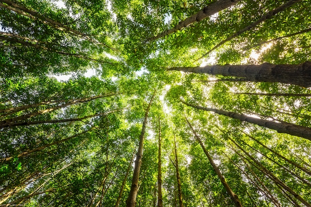 Looking sky to tree tops