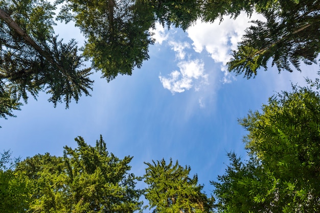 Looking through the tops of the trees. Beautiful natural frame of trees against a bright blue sky with clouds. Copy space