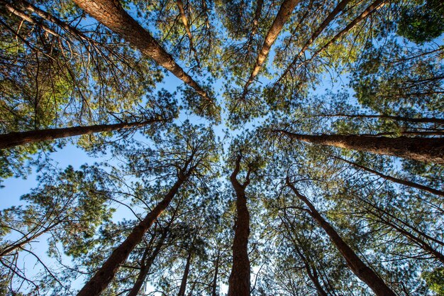 Looking Up In Beautiful Pine