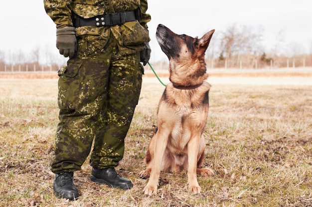 Looking up to his master. An alsatian looking up at his soldier trainer.