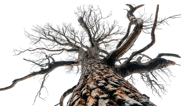 Photo looking up a large dead pine tree isolated on a transparent background