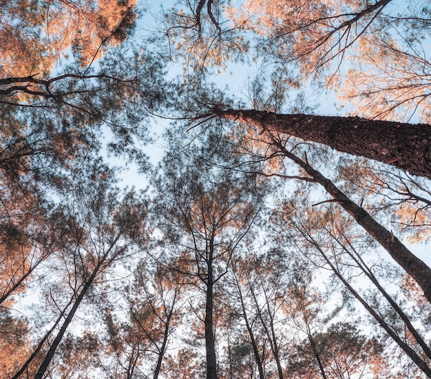 Looking up of pine trees in autumn forest on conservation area at evening