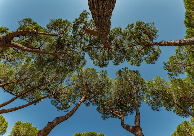 looking up to the sky through pine tree tops