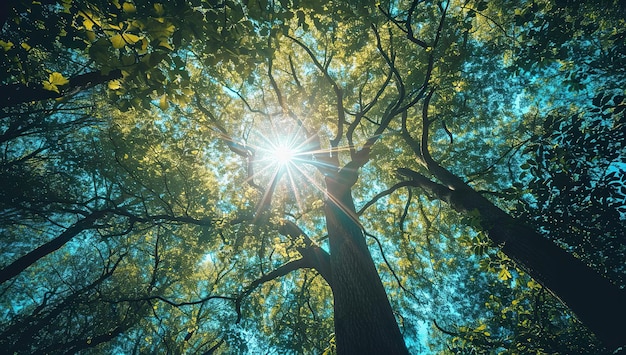 Looking up at the sky through the tree canopies with sunlight filtering through the leaves