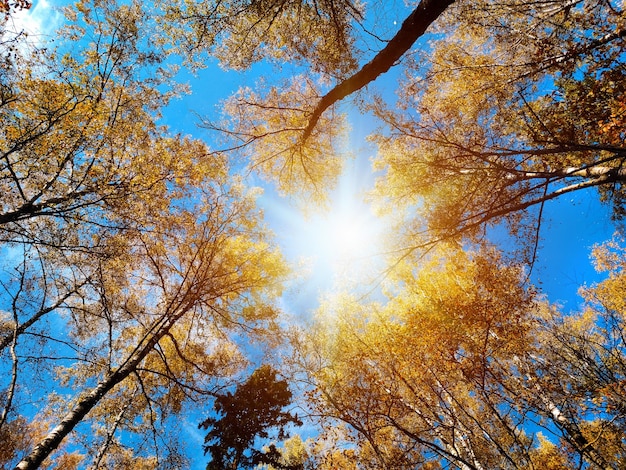 Looking up the trees in autumn forest Fall forest background