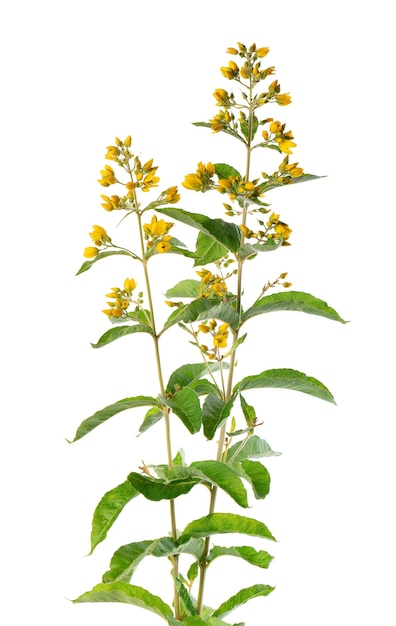 Loosestrife bush with flowers isolated on white background Lysimachia vulgaris Herbal medicine Clipping path