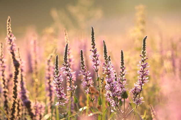 Loosestrife - Lythrum salicaria on a meadow at dawn