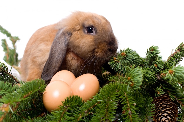 Lop-eared rabbit sitting in branches of fir-tree near three eggs