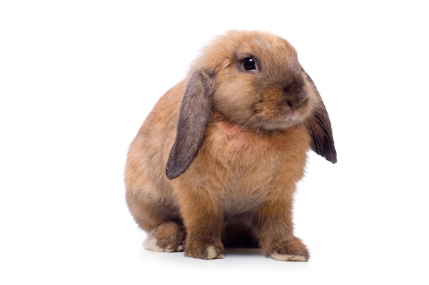 Lop-eared rabbit sitting 