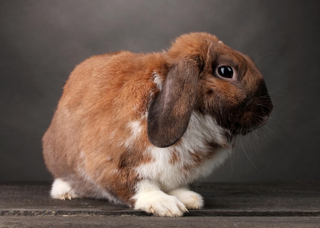 Lopeared rabbit on grey background