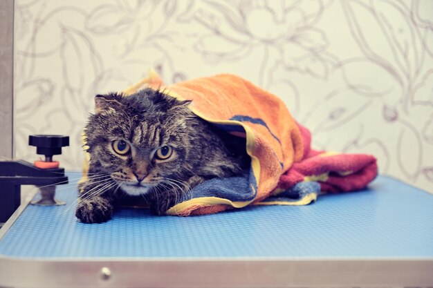 The lopeared Scottish cat on the grooming table is covered with a towel after bathing