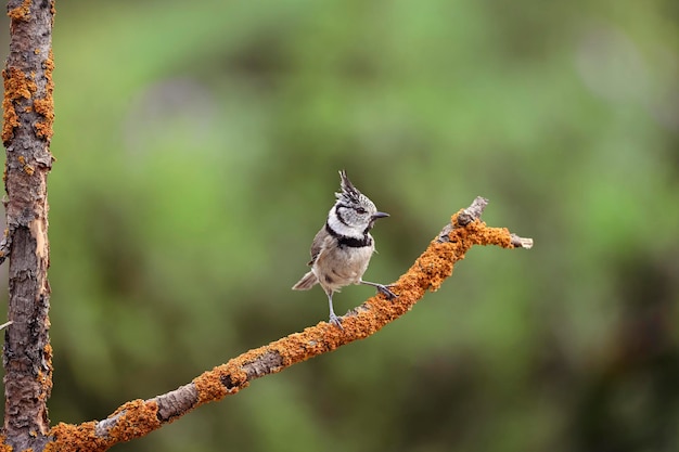 Lophophanes cristatus The blue tit is a species of passerine bird in the Paridae family