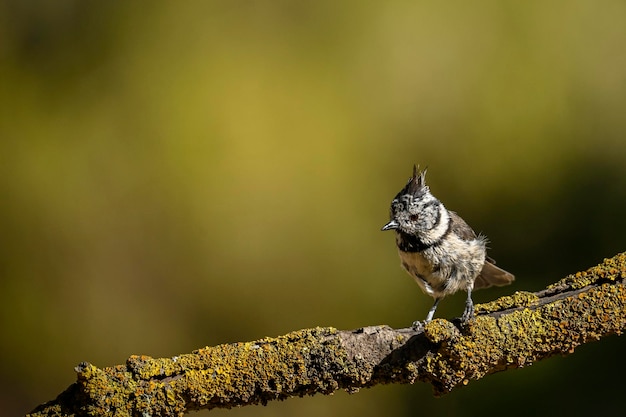 Lophophanes cristatus  the blue tit is a species of passerine bird in the paridae family