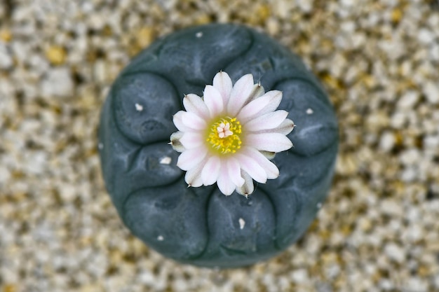 Lophophora williamsii or Peyote with pale pink blossom flower