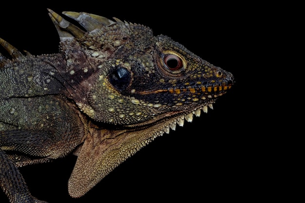 Lophosaurus dilophus closeup head from side view with isolated background