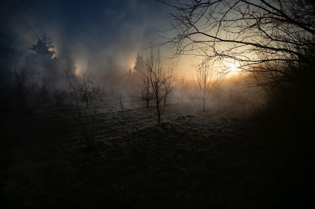 Lost place Abandoned forest on fire fog over the field smoke in the background