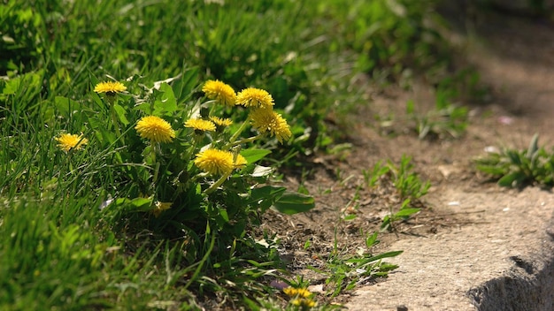 A lot of ants running near the ground dandelion flowers growing in green grass on a summer day natur