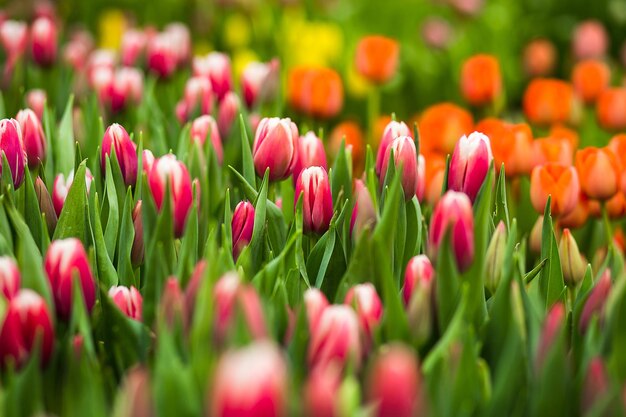 A lot of beautiful multicolored tulips growing on a field in the garden in the greenhouseredyellowvioletorangepink tulupsSpringtime lots of tulipsflowers concept