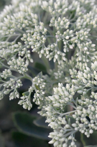 Lot of blooming Hylotelephium telephium white flowers with green leaves and stems