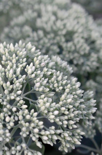 Lot of blooming Hylotelephium telephium white flowers with green leaves and stems