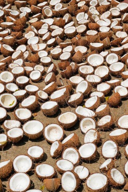 Photo a lot of broken coconuts halves of coconuts drying in the sun