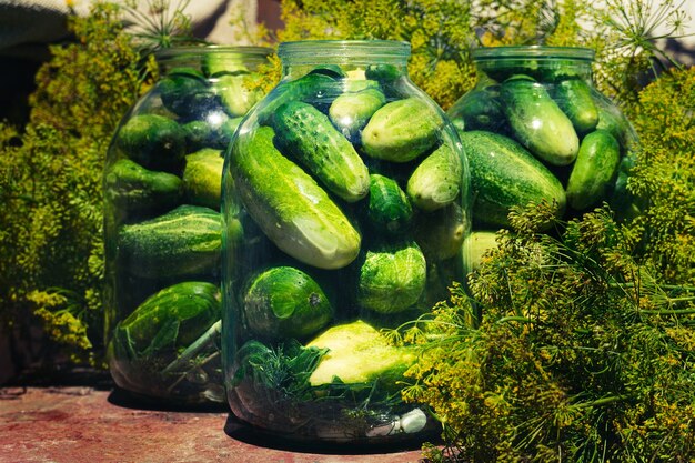 A lot of dill and cucumbers in jars. the process of canning cucumbers on a sunny day.