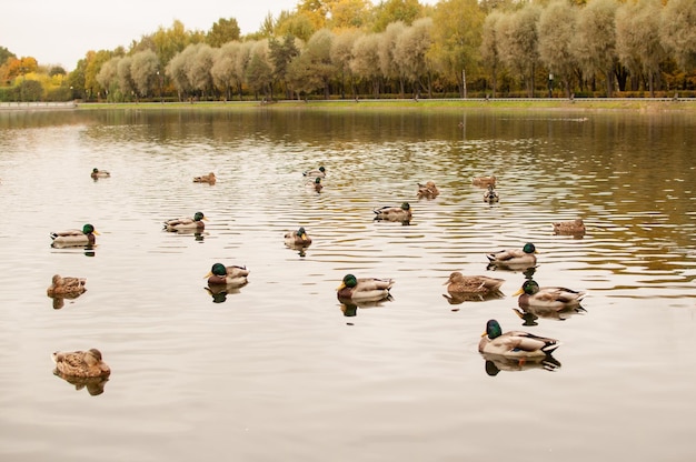 A lot of ducks are sitting in the water in the pond in the autumn park