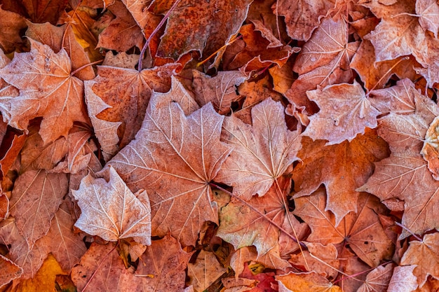 A lot of fallen maple leaves are covered with frostNatural background