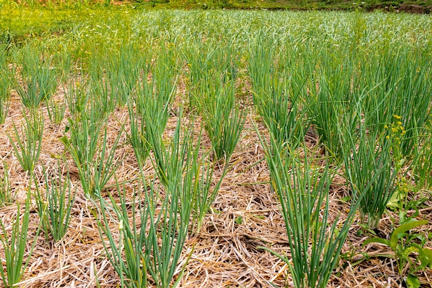 A lot of green onions grow in the garden