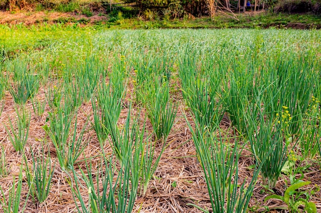 A lot of green onions grow in the garden