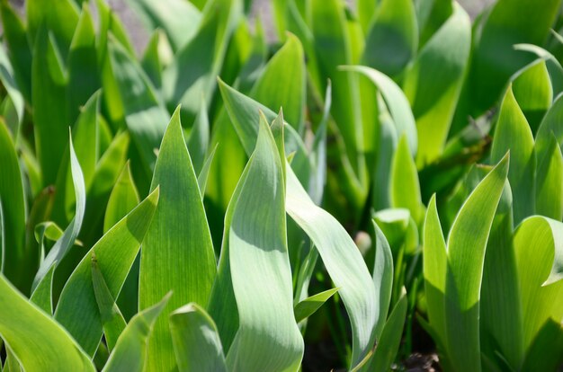 A lot of green stems growing in the garden 