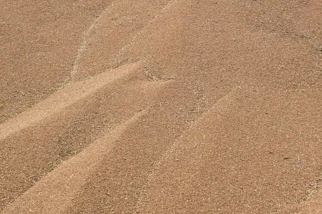 A lot of hard red winter wheat triticale or rye grain