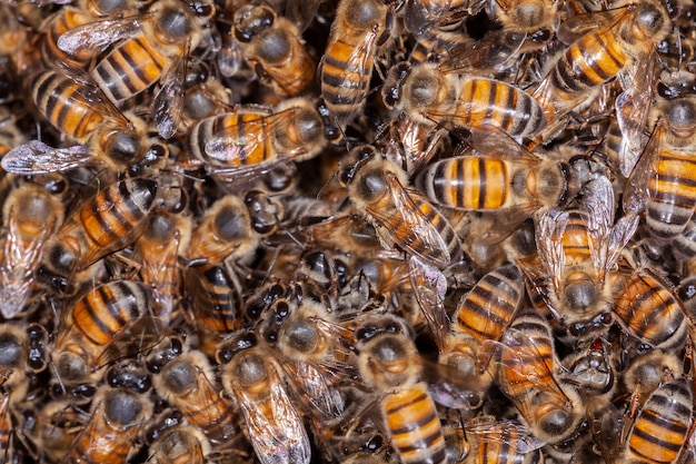 A lot of Honey Bee Apis mellifera on hive