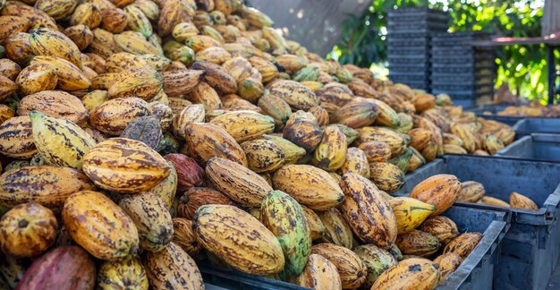 A lot of pods of cocoa are put on the ground a Heap of yellow ripe cocoa in a chocolate factory