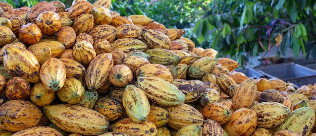 A lot of pods of cocoa are put on the ground a Heap of yellow ripe cocoa in a chocolate factory