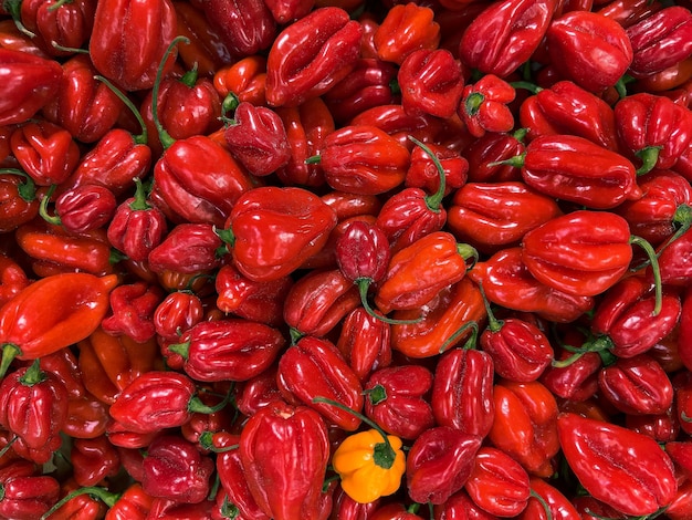 A lot of red habanero chili seen up close