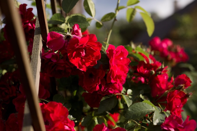 A lot of red rose buds in closeup a variety of wattled santana or shrubby