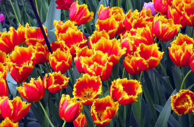 Lot of red yellow tulips, texture of red yellow flowers, beautiful background of spring flowers