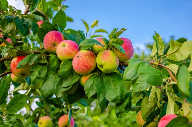 A lot of ripe apples on a tree branch on a summer day.