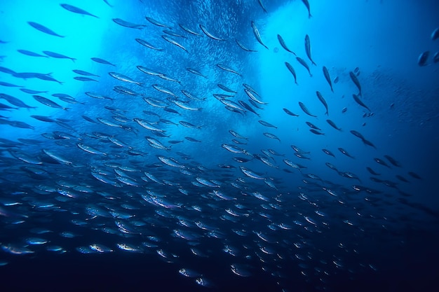 lot of small fish in the sea under water / fish colony, fishing, ocean wildlife scene