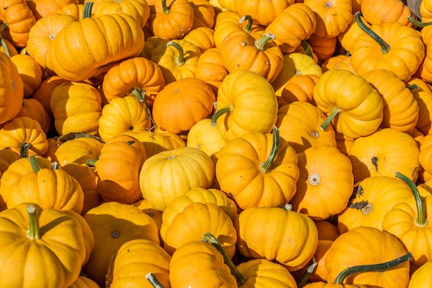 A lot of small orange pumpkins ready for sale as background