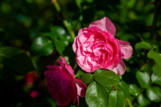 A lot of small pink roses on bush closeup in sunset garden. peony rose bush blossoming at backyard garden on bright summer day. flower decoration and landscaping design